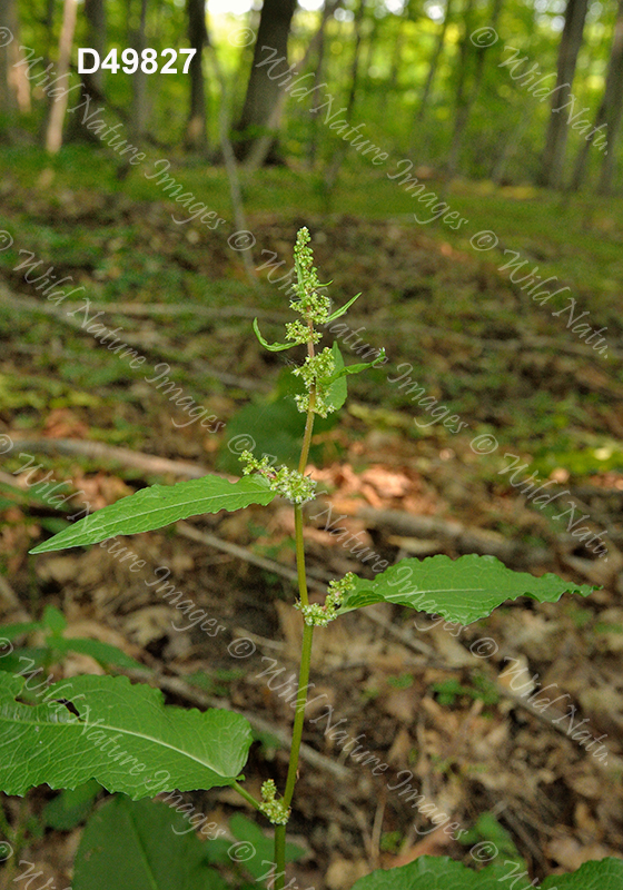 Bitter Dock (Rumex obtusifolius)